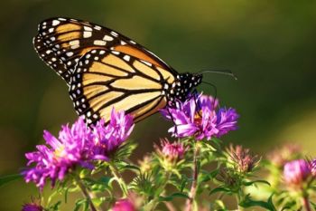 A Monarch dining on an late summer wildflower.