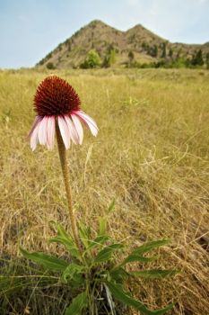 Black Samson (or purple coneflower) at the base of the butte.