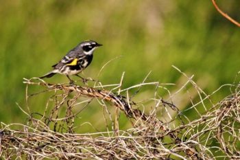 A yellow-rumped “Myrtle” warbler.