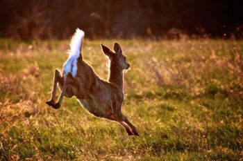 A white-tail deer fleeing in the evening light.