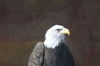 The regal eagle was chosen as our national emblem in 1787. Photo by Bernie Hunhoff