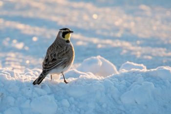 A horned lark on the edge of town seemingly unaffected by the brutal weather.