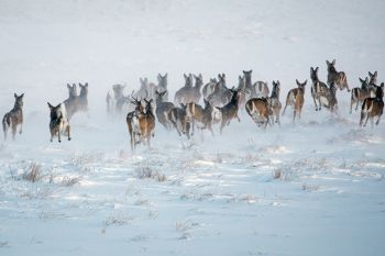 White-tail deer fleeing in haste from the photographer and into the winter wonderland.