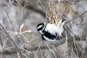 Hairy woodpecker working hard to get its lunch.