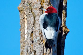 A red-headed woodpecker at Newton Hills State Park. This species is considered 'near endangered.' Numbers have declined dramatically in the last 50 years.