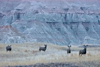 Mule deer, coyotes, bighorn sheep, rattlesnakes, prairie dogs and black footed ferrets call the Badlands home.