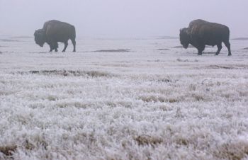 Bison thrive in the Badlands, thanks to a reintroduction program.