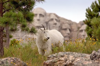 Mountain goats sometimes can be found in the Mount Rushmore area and make great contrasts to the granite heads.