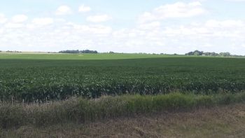 A good-looking soybean field near Willow Lake.