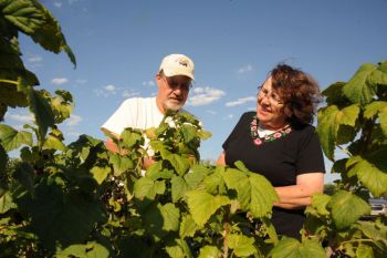 Jeff and Jolene Stewart survey the aronia berry crop at their farm, Stewarts Aronia Acres, near Wagner.