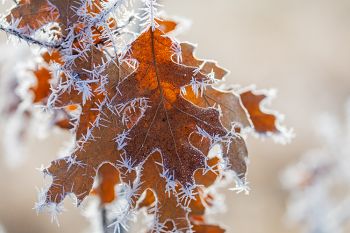 Exquisite rime ice on unfallen leaves at the Big Sioux Recreation Area.