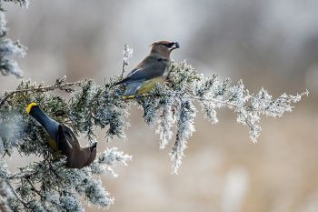 Cedar Waxwings on frosted cedar branches at Big Sioux Recreation Area.