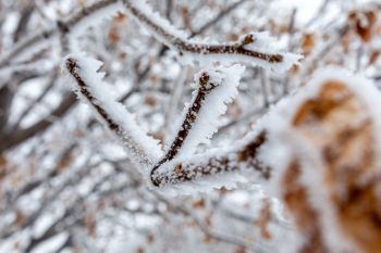 Frost on the branches.