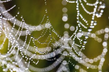Late summer foggy mornings add dew to our prairie spider’s web masterpieces.
