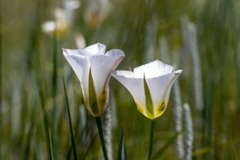 Sego lily in the Slim Buttes.