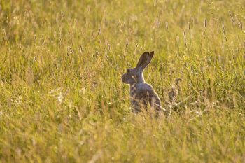 Jackrabbit at rest at the Sioux Prairie Preserve in Moody County.