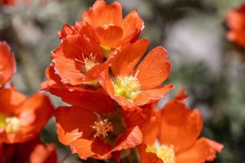 Scarlet globemallow in the Slim Buttes of Harding County.