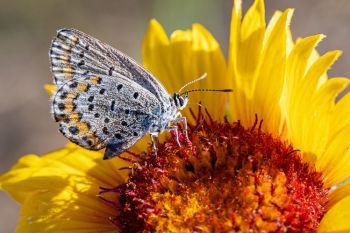 Melissa blue butterfly on blanket flower in rural Grant County.