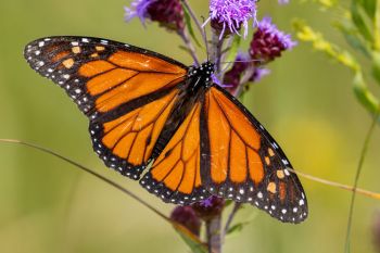 Monarch butterfly on a blazing star bloom at Aurora Prairie Preserve in Brookings County.