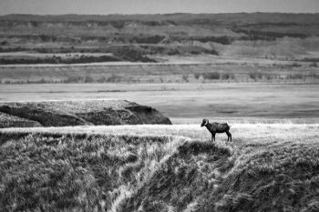 My photography professor said one of the most beautiful things to depict in black and white is prairie grass. You can see why in this image taken at Badlands National Park.