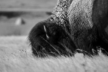 American Bison grazing at Badlands National Park.