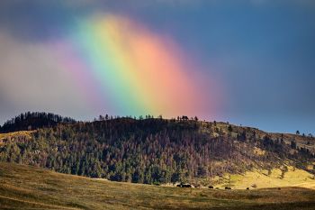 Rainbow and bison as seen from Lame Johnny Road in Custer State Park.