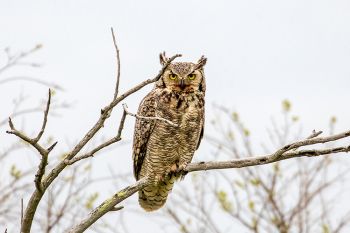 A great horned owl spotted along Highway 20 in rural Perkins County.