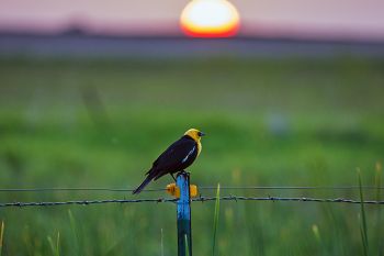 A yellow-headed blackbird sunset along a country road in Kingsbury County.