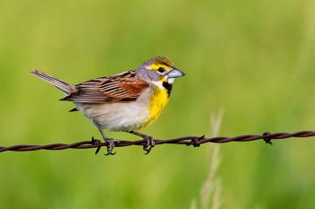 A dickcissel on a wire along a country road in Turner County.