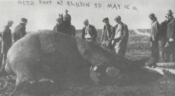 Hero the elephant escaped from a traveling circus and was killed near Elkton in 1916. Photo courtesy of the Elkton Community Museum.