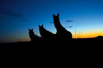 Horses at dusk on the Standing Rock Indian Reservation.